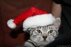 cat-in-santa-hat